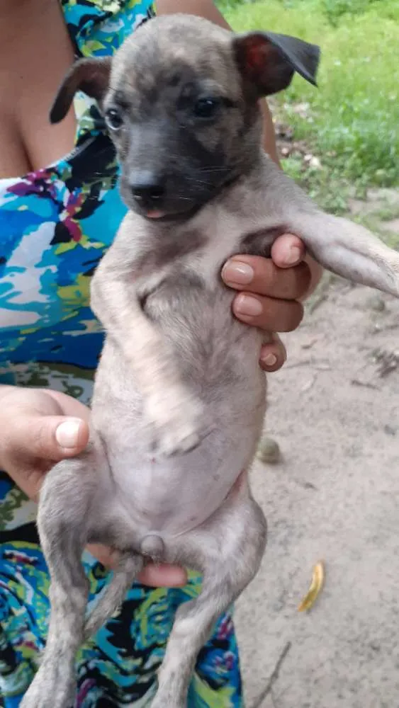 Cachorro raça Vira-lata  idade 2 a 6 meses nome Frozen,Ana,esmigou,e