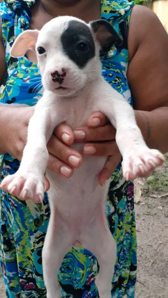 Cachorro raça Vira-lata  idade 2 a 6 meses nome Frozen,Ana,esmigou,e