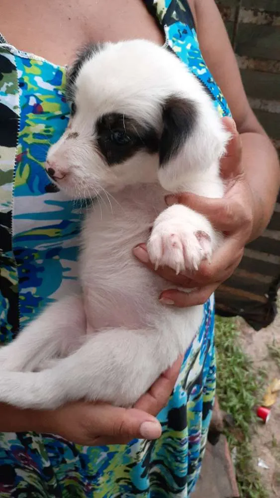 Cachorro raça Vira-lata  idade 2 a 6 meses nome Frozen,Ana,esmigou,e