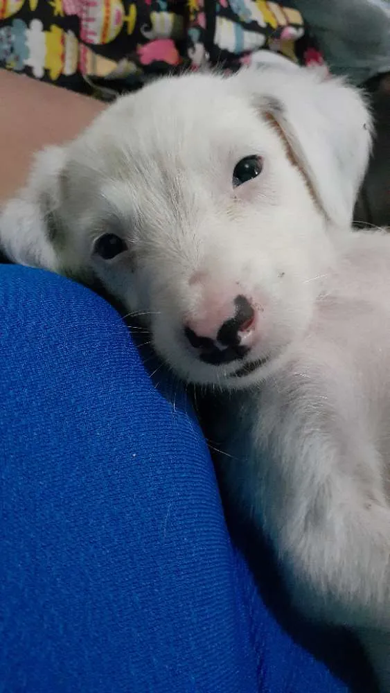 Cachorro raça Vira-lata  idade 2 a 6 meses nome Frozen,Ana,esmigou,e