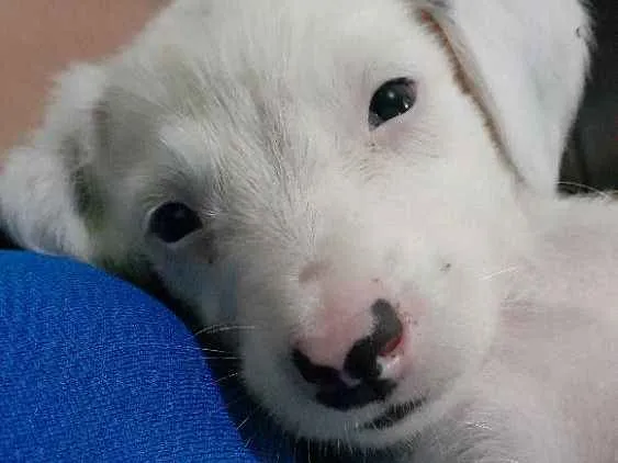 Cachorro raça Vira-lata  idade 2 a 6 meses nome Frozen,Ana,esmigou,e