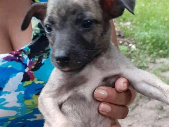 Cachorro raça Vira-lata  idade 2 a 6 meses nome Frozen,Ana,esmigou,e