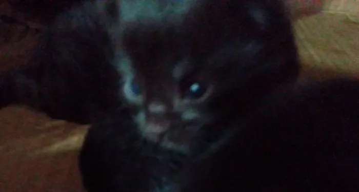Gato ra a  idade Abaixo de 2 meses nome Sem nome