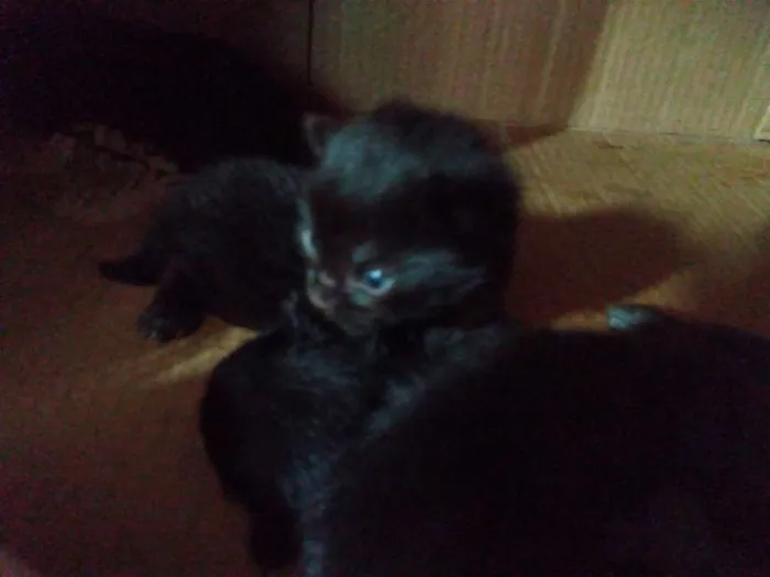 Gato ra a  idade Abaixo de 2 meses nome Sem nome