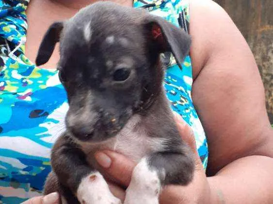Cachorro raça Vira-lata  idade 2 a 6 meses nome Frozen,Ana,esmigou,e