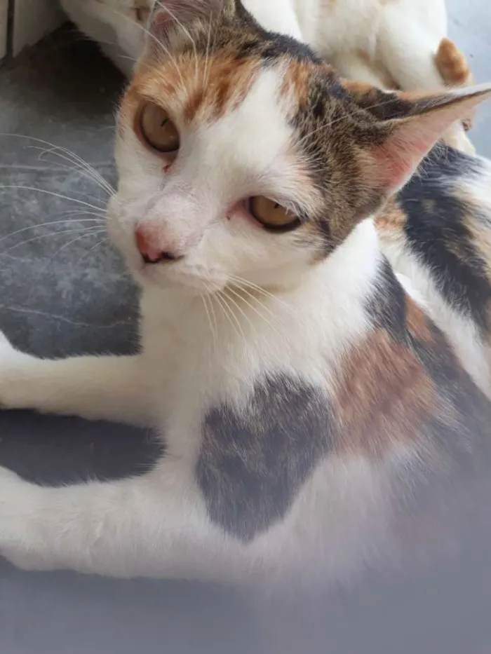 Gato ra a  idade 2 a 6 meses nome Princesa pequena