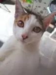 Princesa pequena