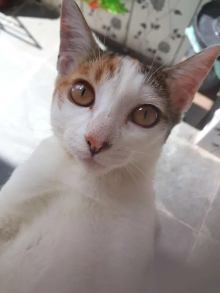 Gato ra a  idade 2 a 6 meses nome Princesa pequena