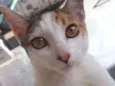 Princesa pequena