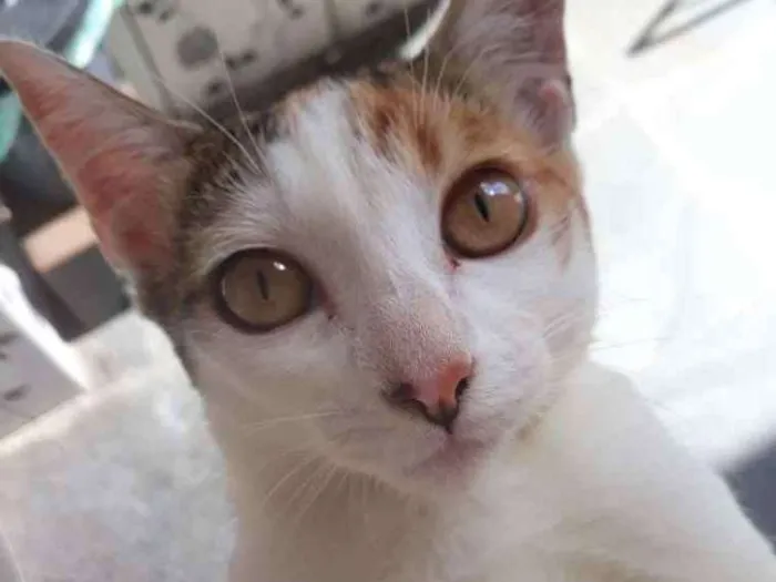 Gato ra a  idade 2 a 6 meses nome Princesa pequena