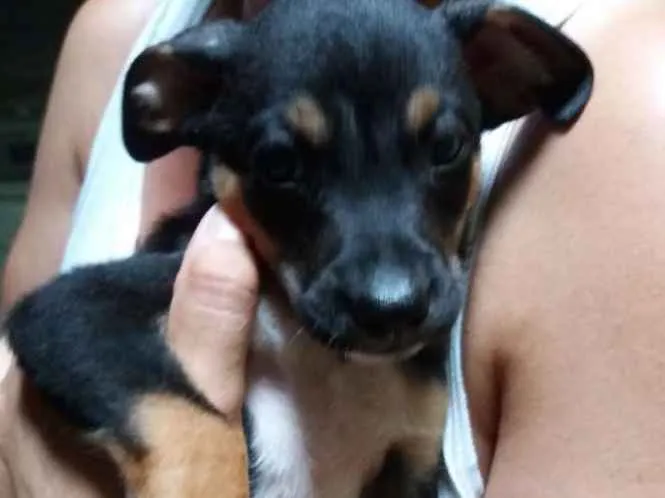 Cachorro ra a Srd idade Abaixo de 2 meses nome Jack