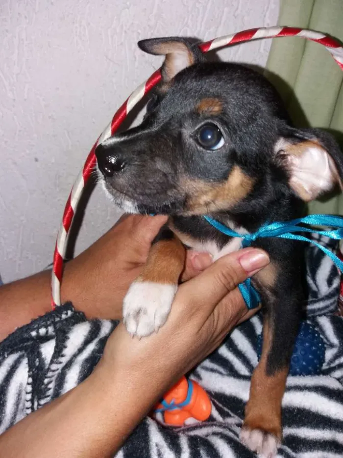 Cachorro ra a Srd idade Abaixo de 2 meses nome Jack