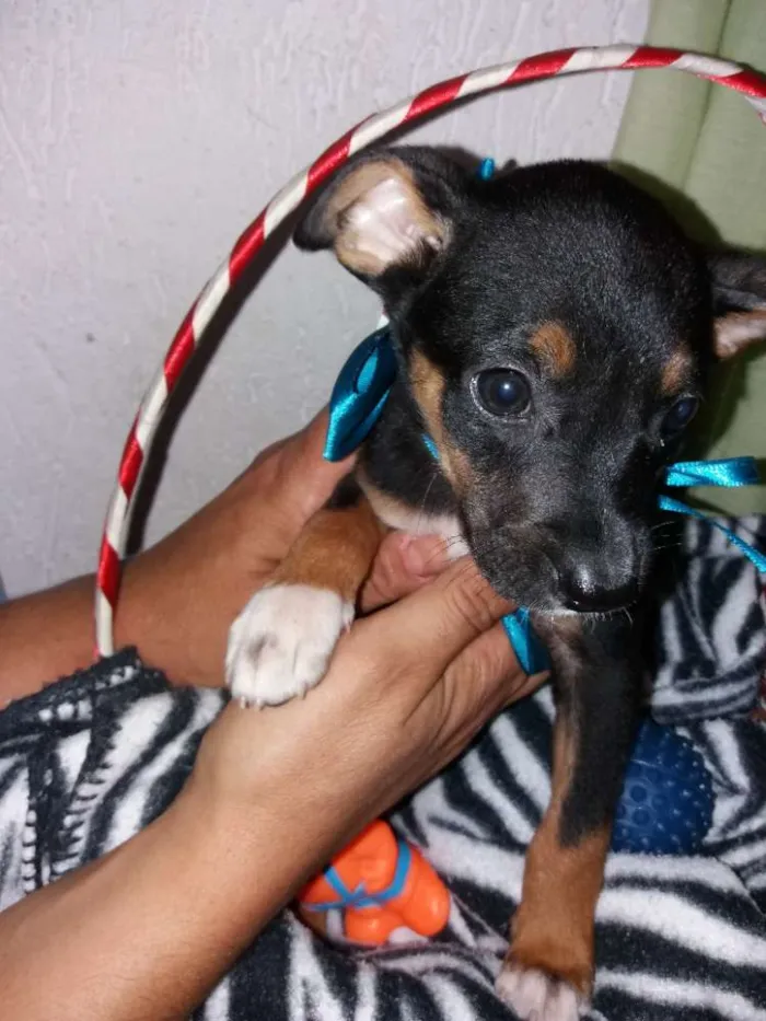 Cachorro ra a Srd idade Abaixo de 2 meses nome Jack