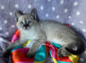 Gato raça SRD idade 2 a 6 meses nome Romeu