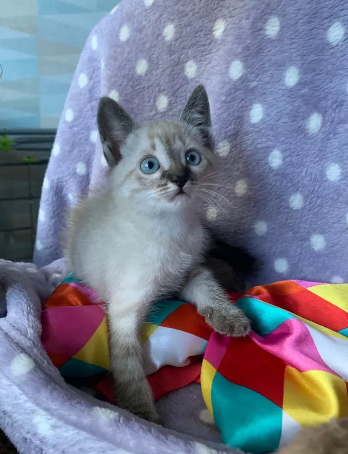 Gato ra a SRD idade 2 a 6 meses nome Romeu