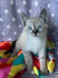 Romeu