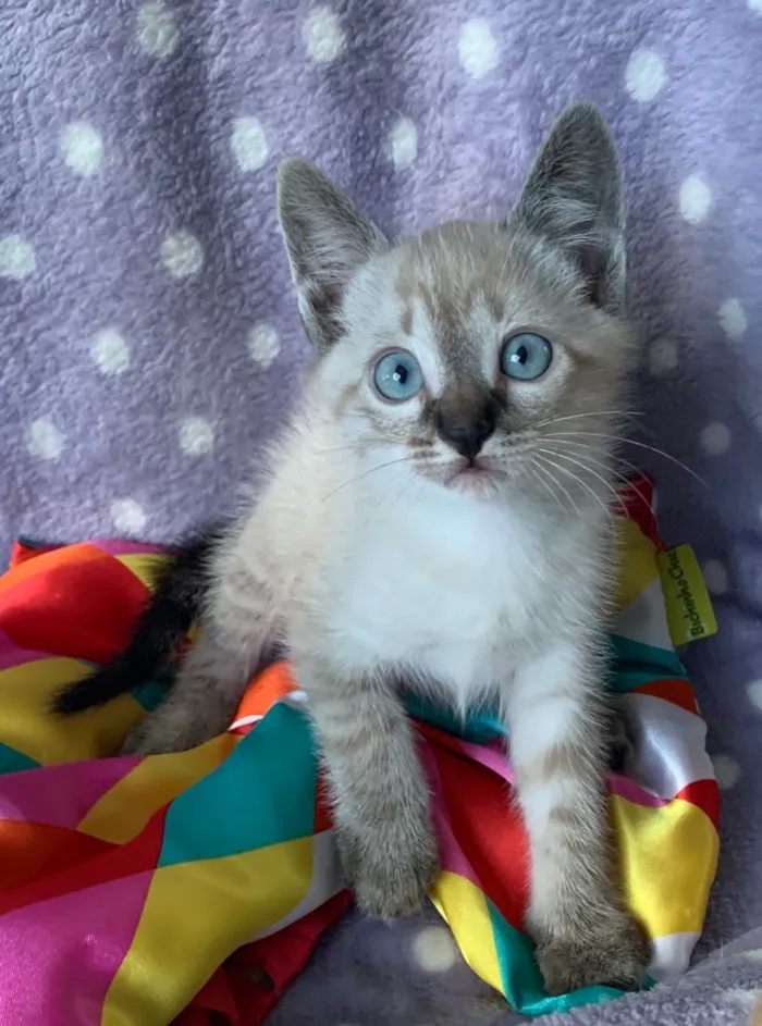 Gato ra a SRD idade 2 a 6 meses nome Romeu