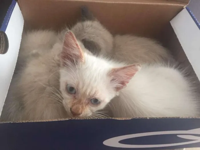 Gato raça Siamês  idade Abaixo de 2 meses nome Não tem nome 