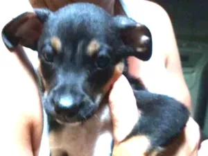 Cachorro raça Srd idade Abaixo de 2 meses nome Jack
