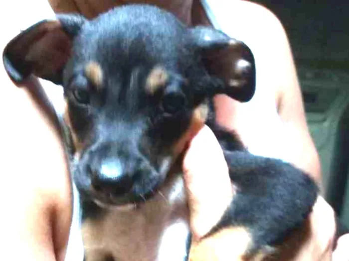 Cachorro ra a Srd idade Abaixo de 2 meses nome Jack