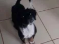 zafira