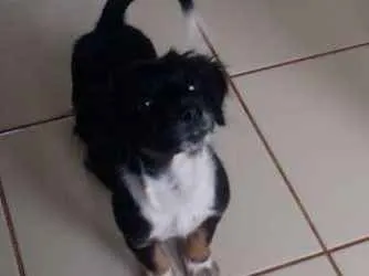 Cachorro ra a indefinido  idade 2 a 6 meses nome zafira