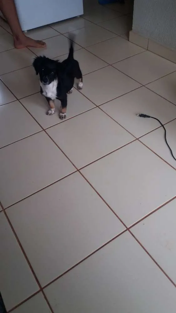 Cachorro ra a indefinido  idade 2 a 6 meses nome zafira
