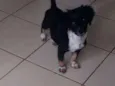 zafira