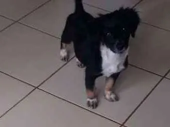 Cachorro ra a indefinido  idade 2 a 6 meses nome zafira