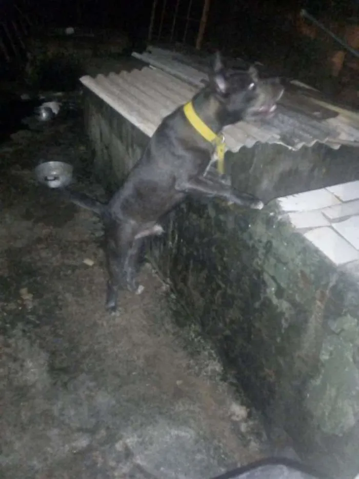 Cachorro raça  idade 7 a 11 meses nome bradok