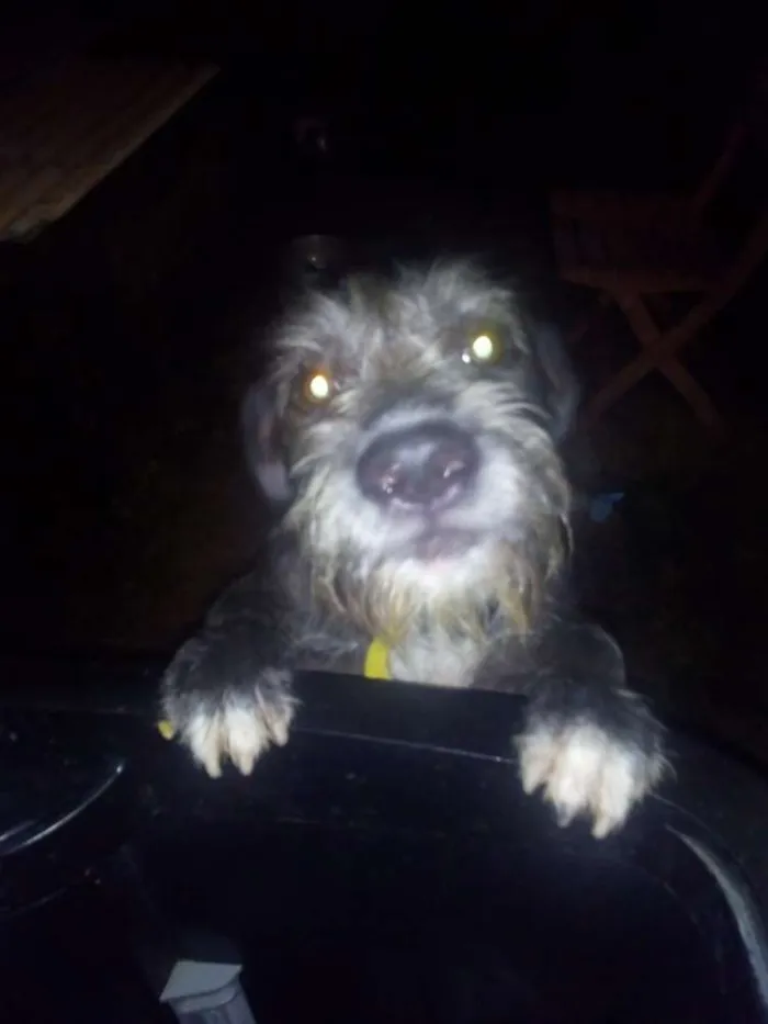 Cachorro raça  idade 7 a 11 meses nome bradok