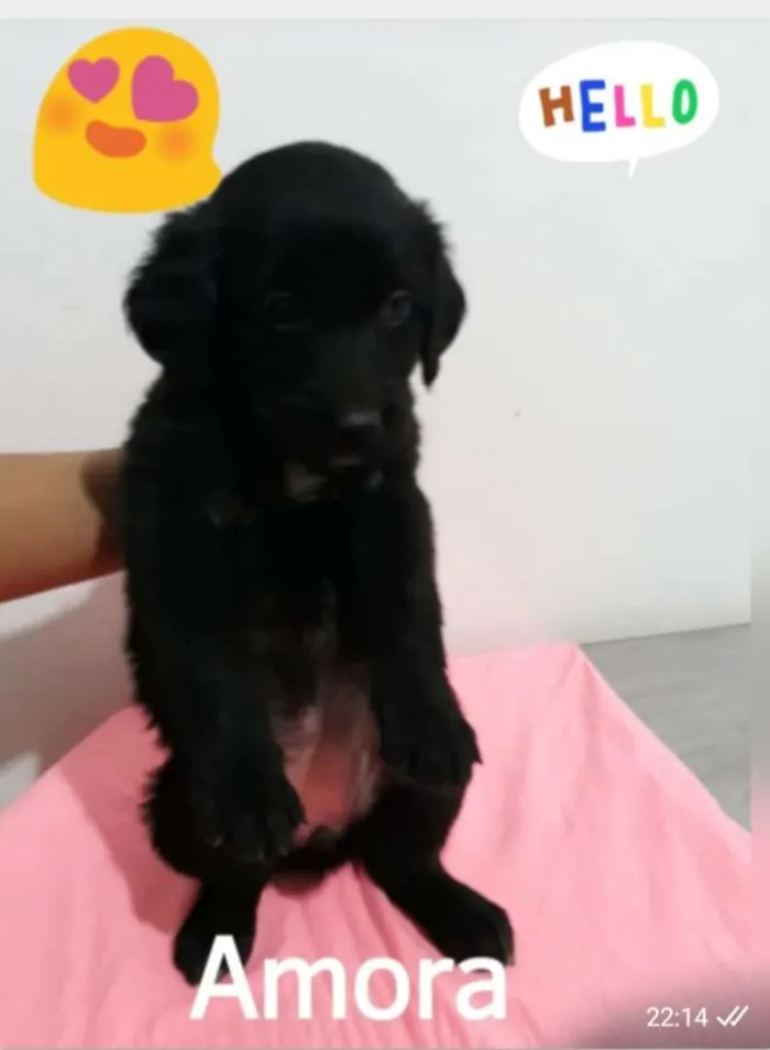 Cachorro ra a SRD idade Abaixo de 2 meses nome Filhotes