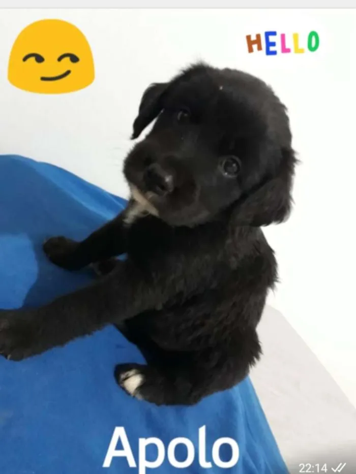 Cachorro ra a SRD idade Abaixo de 2 meses nome Filhotes