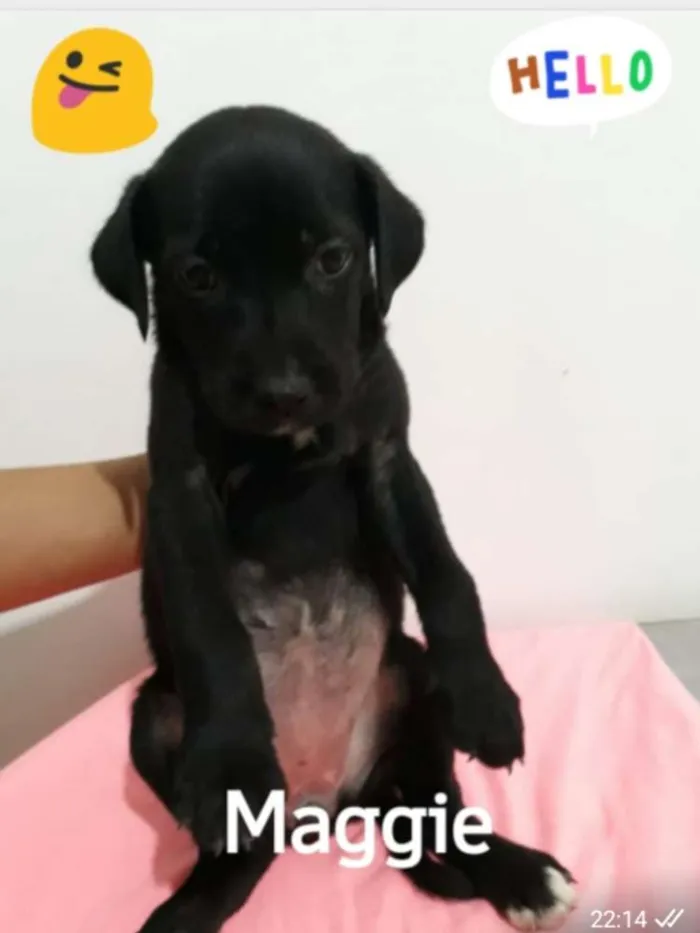 Cachorro ra a SRD idade Abaixo de 2 meses nome Filhotes