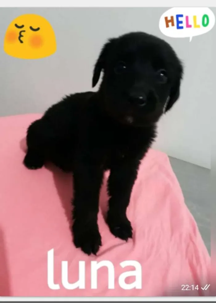 Cachorro ra a SRD idade Abaixo de 2 meses nome Filhotes