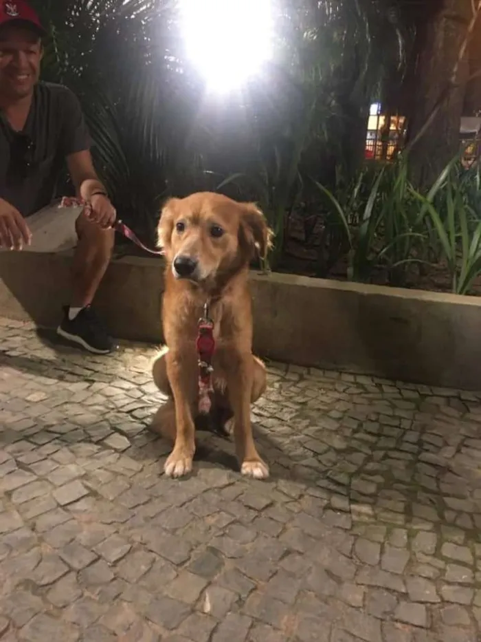 Cachorro ra a Vira lata com golden idade 3 anos nome Encontrado sem colei