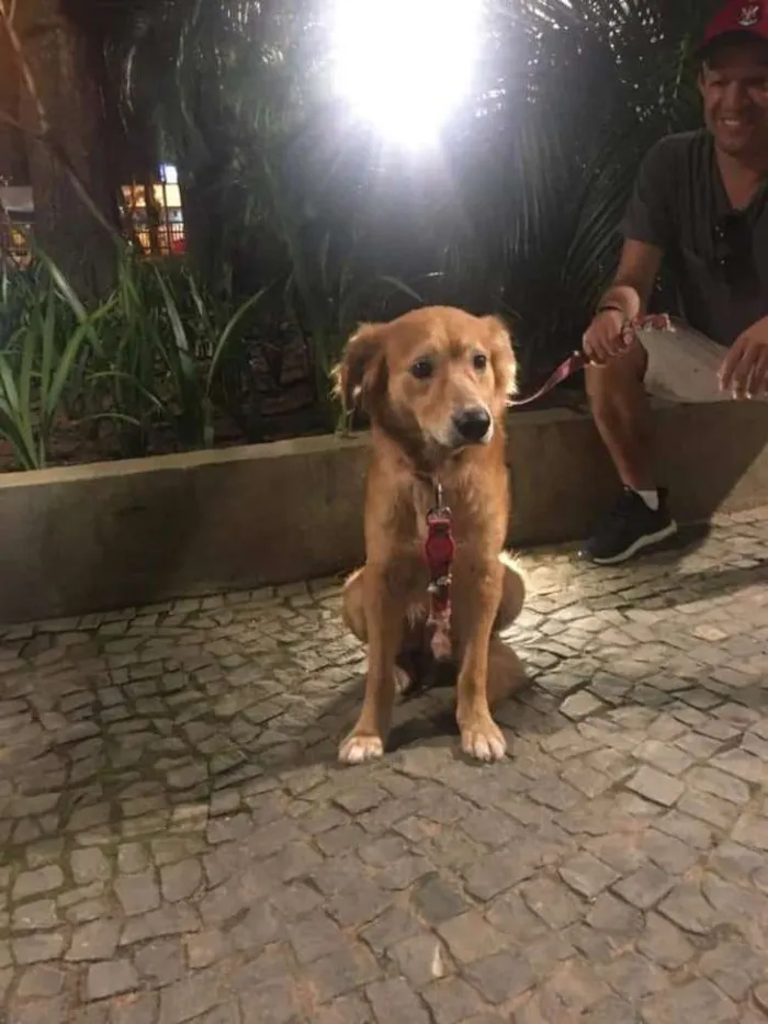 Cachorro ra a Vira lata com golden idade 3 anos nome Encontrado sem colei