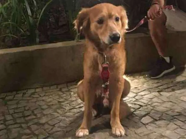 Cachorro ra a Vira lata com golden idade 3 anos nome Encontrado sem colei