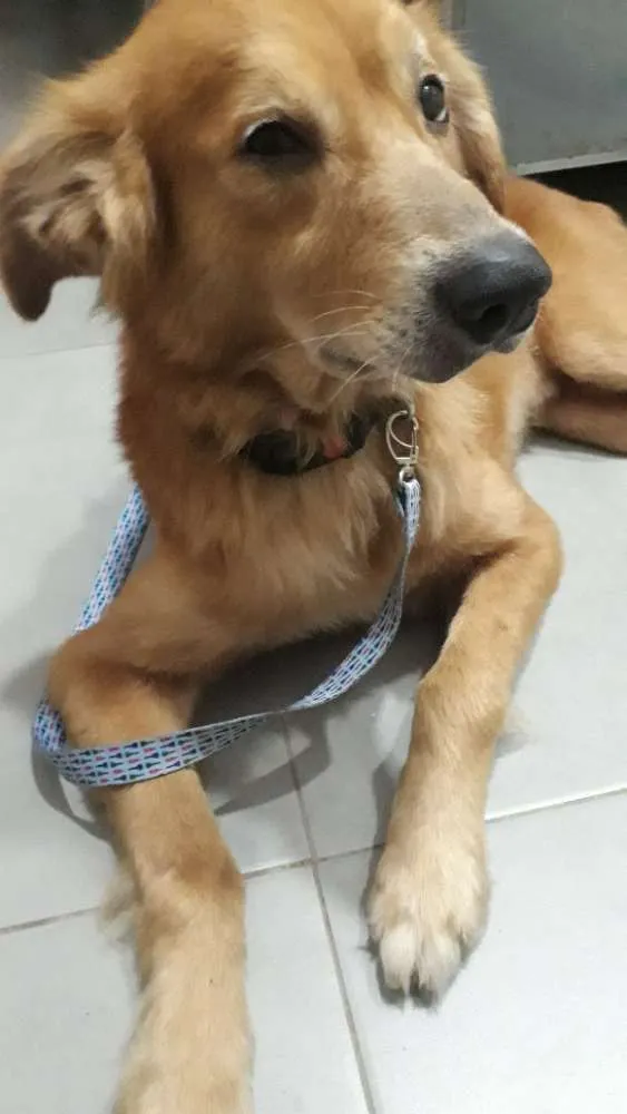 Cachorro ra a Vira lata com golden idade 3 anos nome Encontrado sem colei