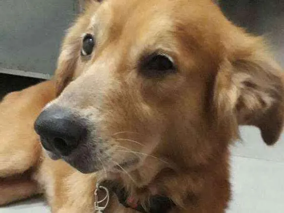 Cachorro ra a Vira lata com golden idade 3 anos nome Encontrado sem colei