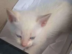 Gato raça  idade Abaixo de 2 meses nome Nino