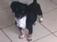 zafira