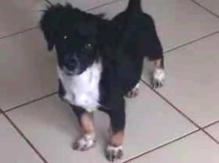 Cachorro ra a indefinido  idade 2 a 6 meses nome zafira