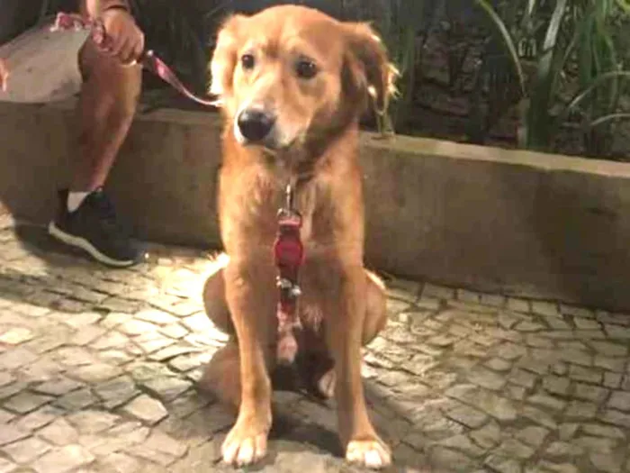 Cachorro ra a Vira lata com golden idade 3 anos nome Encontrado sem colei