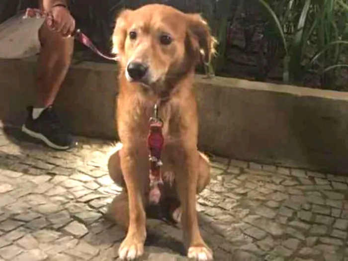 Cachorro ra a Vira lata com golden idade 3 anos nome Encontrado sem colei