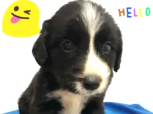 Cachorro raça SRD idade Abaixo de 2 meses nome Filhotes