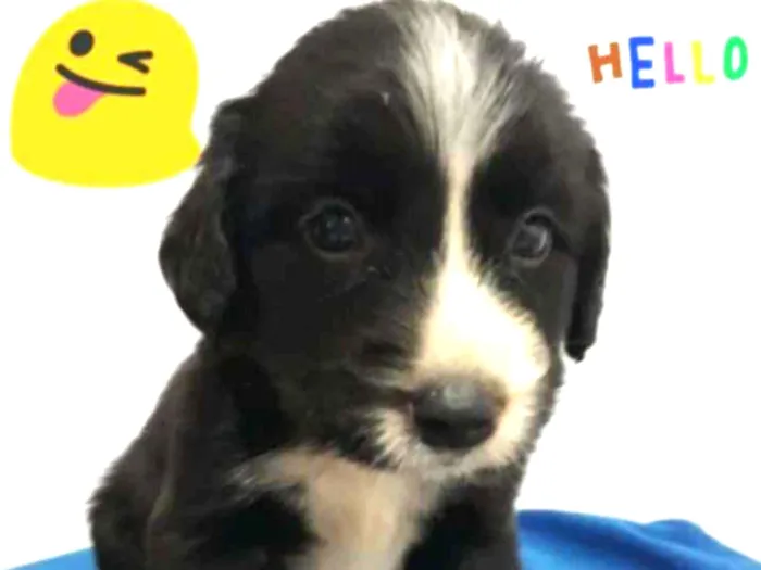 Cachorro ra a SRD idade Abaixo de 2 meses nome Filhotes