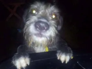Cachorro raça  idade 7 a 11 meses nome bradok