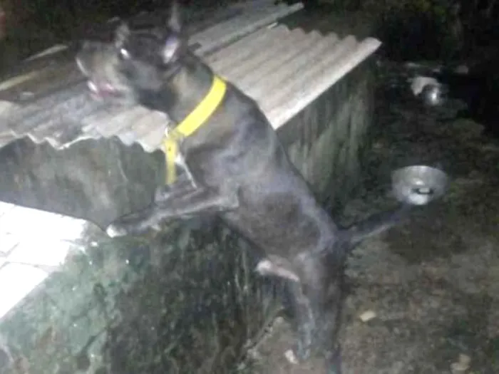 Cachorro raça  idade 7 a 11 meses nome bradok