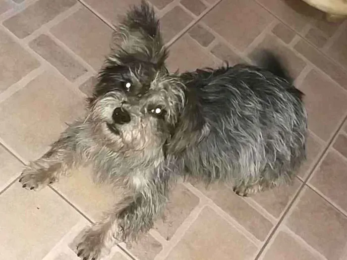 Cachorro ra a mestiça Poodle com Podengo  idade 1 ano nome KIARA 